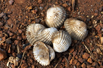Dirty Shells
