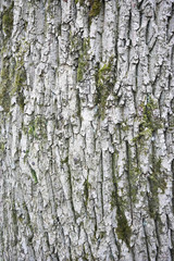 bark