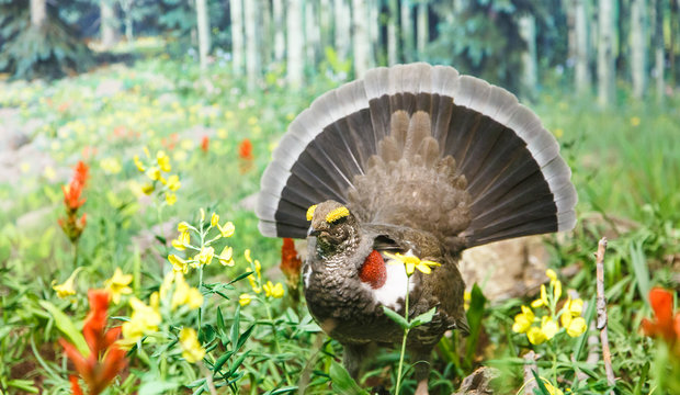 Blue Grouse