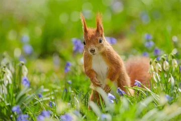 Behangcirkel Rode eekhoorn op zijn tenen © Natureimmortal