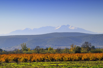 Fototapeta premium Le canigou et les vignes de Corbières