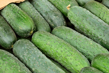 fresh cucumbers background