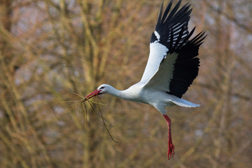 Weißstorch mit Nestmaterial