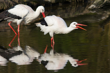 Weißstorch auf Nahrungssuche