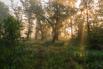 Fototapeta na wymiar morning forest