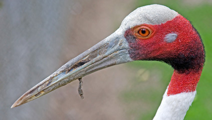 Sarus crane