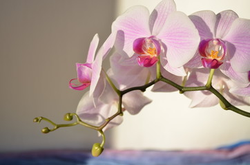 Naklejka na ściany i meble Beautiful pink orchids