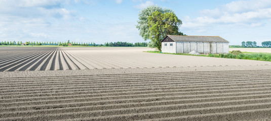 Newly seeded potatoes in ridges