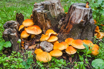 stump overgrown mushrooms