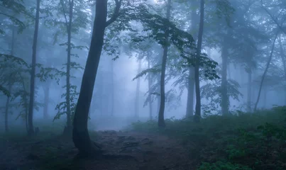 Gordijnen Mysterious forest © hanurik