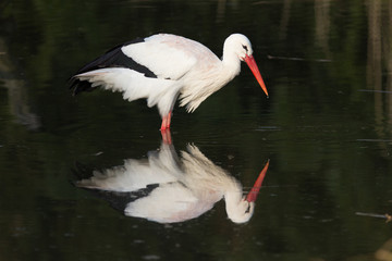 Weißstorch auf Nahrungssuche