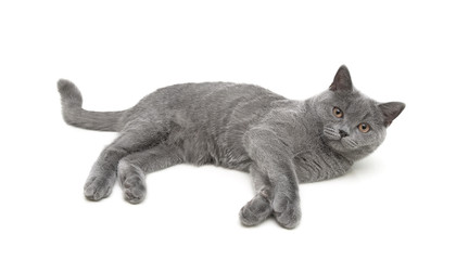 kitten breed Scottish Straight on a white background