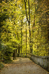 Curving road in autumn park