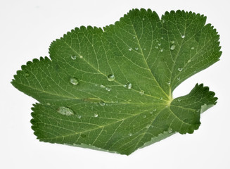 Frauenmantel ein Blatt mit Regentropfen