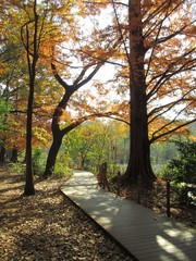 Fototapeta premium 秋の石神井公園
