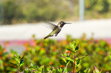 Fototapeta premium Kolibri im Park