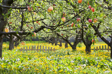 Peaches On A Trees