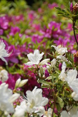 満開のつつじの花