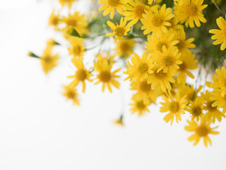 可愛いダールベルグデージー