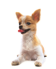 face of 8 months fancy pomeranian puppy dog lying on white backg