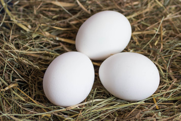 White eggs