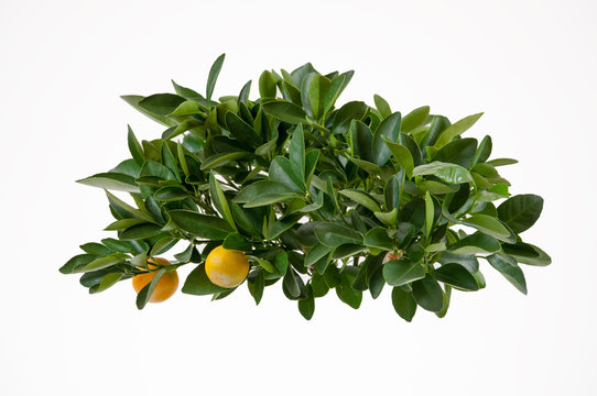 Lemon tree-top