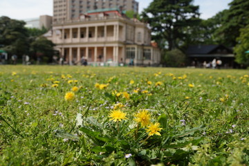 タンポポの花