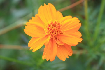 Marigold  flowers field