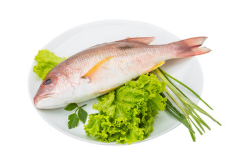 Raw red snapper