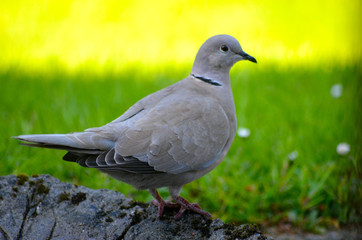 Eurasian Collared Dove
