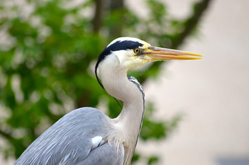 Great blue heron