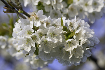 frühling in bad feilnbach