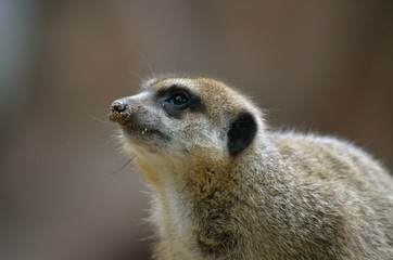 meerkat