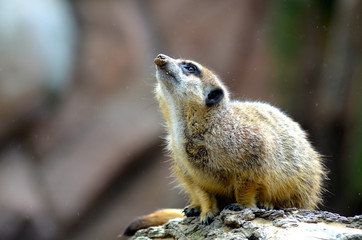 meerkat
