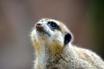 Fototapeta premium meerkat