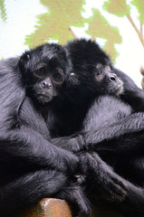 Black-headed spider monkey