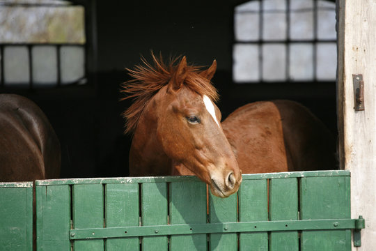 Young thoroughbred horse in the corral door