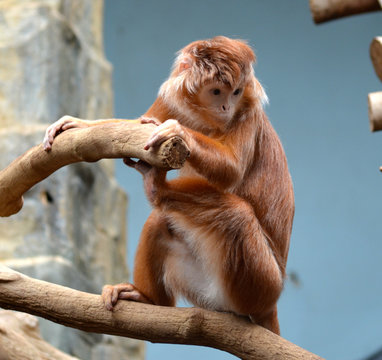 silvery lutung