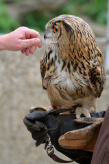 Eagle-Owl