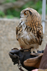 Eagle-Owl