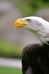 Bald eagle