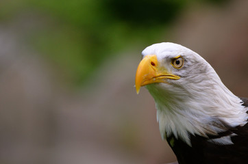 Bald eagle