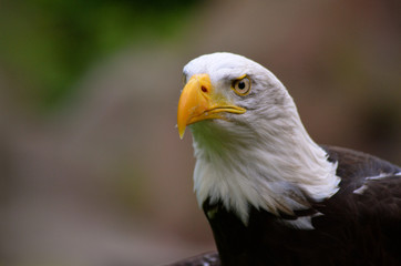 Bald eagle