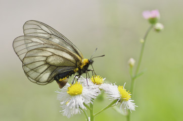 ウスバシロチョウ