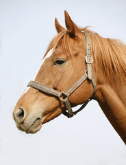 Head shot of a chestnut horse. Portrait of nice brown bay horse