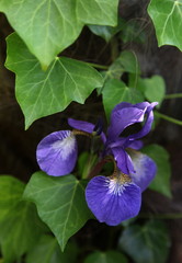 Iris et feuille de lierre.