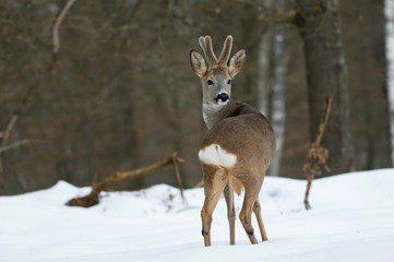 Naklejka na ściany i meble Roe deer in winter
