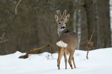 Light filtering roller blinds Roe Roe deer in winter