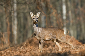 Roe deer
