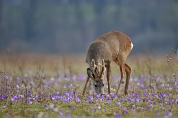Acrylic prints Roe Roe deer amidst saffron